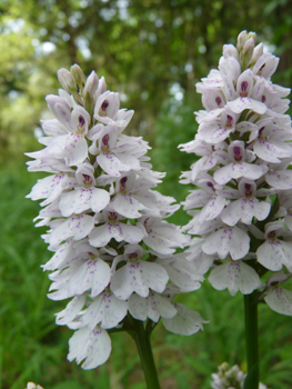 Fleurs regroupées en épi de couleur rosée et légèrement tachetée de pourpre